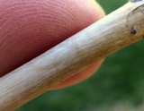 Oudemansiella furfuracea image