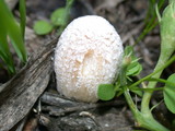 Coprinellus flocculosus image