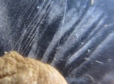 Oudemansiella furfuracea image