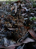 Psilocybe alutacea image
