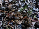 Psilocybe alutacea image