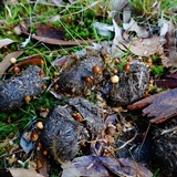 Psilocybe alutacea image