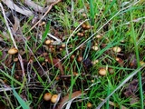 Psilocybe alutacea image