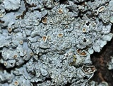 Punctelia bolliana image