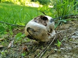 Calvatia cyathiformis image