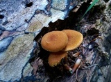 Pholiota granulosa image