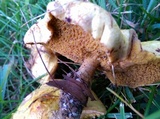 Suillus americanus image