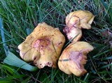 Suillus americanus image