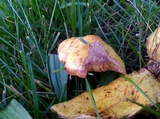 Suillus americanus image