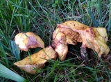 Suillus americanus image