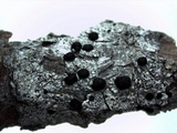 Buellia oidalea image