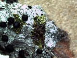 Buellia oidalea image