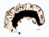 Buellia oidalea image