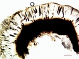 Buellia oidalea image