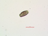 Buellia oidalea image