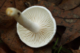 Hygrophorus eburneus image