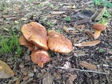 Suillellus hypocarycinus image