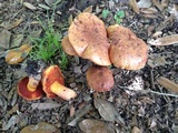 Suillellus hypocarycinus image
