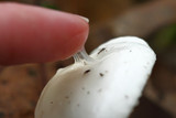 Hygrophorus eburneus image