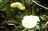 Heterobasidion araucariae image
