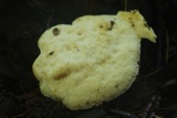 Heterobasidion araucariae image