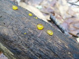 Dacrymyces stillatus image
