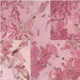 Inocybe lacera image