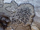 Buellia saxorum image