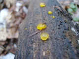 Dacrymyces stillatus image