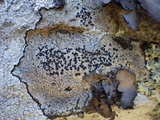 Buellia saxorum image