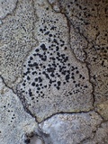 Buellia saxorum image