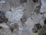 Buellia saxorum image