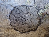 Buellia saxorum image
