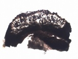 Buellia saxorum image