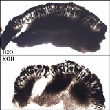 Buellia saxorum image