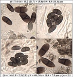 Buellia saxorum image