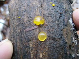Dacrymyces stillatus image