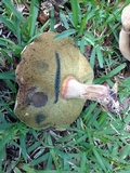 Caloboletus inedulis image
