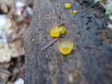 Dacrymyces stillatus image