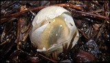 Clathrus columnatus image