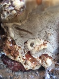 Ganoderma polychromum image