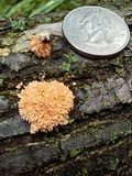 Xylaria cubensis image