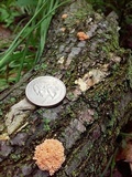 Xylaria cubensis image
