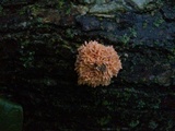Xylaria cubensis image