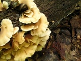 Hohenbuehelia angustata image
