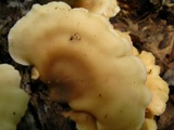 Hohenbuehelia angustata image