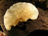 Hohenbuehelia angustata image