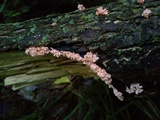 Xylaria cubensis image