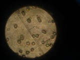 Hohenbuehelia angustata image