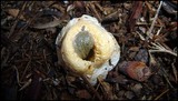 Clathrus columnatus image